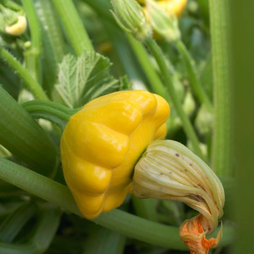 Patty Pan Sunburst Scallop Squash Seeds – Fruit Plant