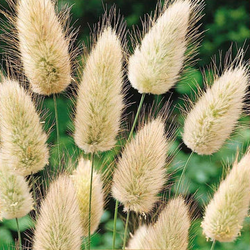 Hare’s Tail Grass Lagurus Ovatus Seeds – Flower Plant