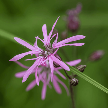 Perennial Ragged Robin Seeds – Flower Plant