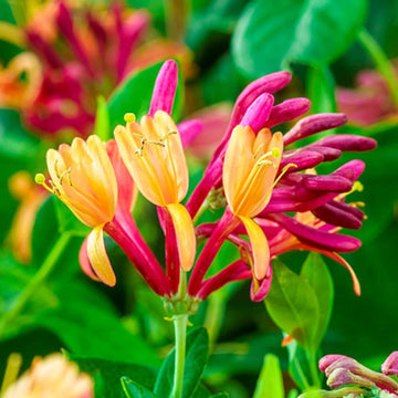 Gold Flame Honeysuckle Seeds –  Flower Plant