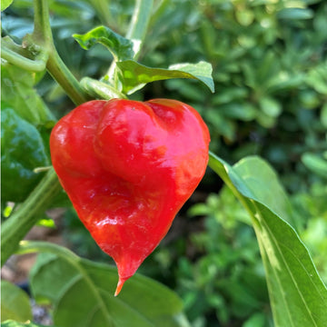 Devil's Tongue Hot Pepper Seeds – Fruit Plant