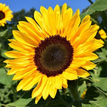 Dwarf Grey Stripe Sunflower Seeds – Flower Plant