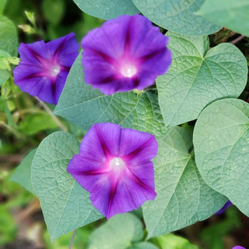Purple Morning Glory Seeds – Flower Plant