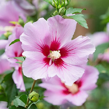 Pink Rose of Sharon Seeds - Flower Plant