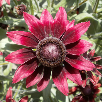 Cherry Brandy Rudbeckia Seeds – Flower Plant