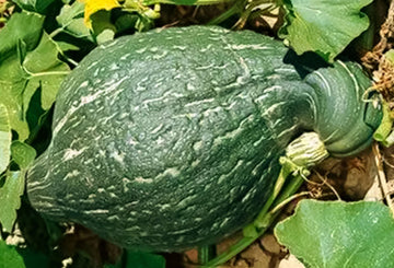 Hubbard Squash Seeds – Fruit Plant