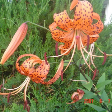 Orange Turk’s Cap Lily Seeds – Flower Plant