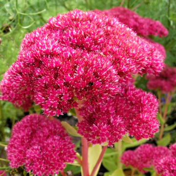 Emperor’s Wave Sedum Seeds – Flower Plant