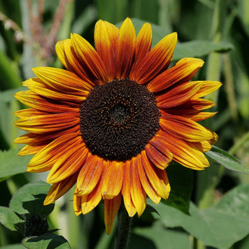 Sunflower Indian Blanket Seeds – Flower Plant
