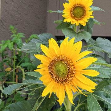 Sunspot Sunflower Seeds - Flower Plant