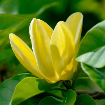 Butterfly Magnolia Seeds – Flower Plant