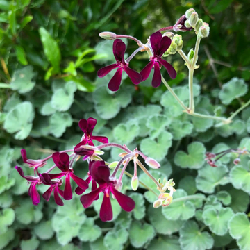 Sidoides Pelargonium Seeds – Flower Plant