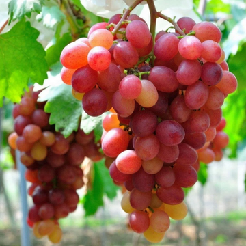 Large Cluster Red Globe Grape Seeds – Fruit Plant