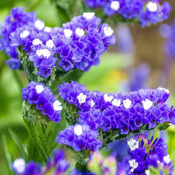 Limonium Sinuatum Statice Seeds – Flower Plant