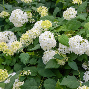 Hardy Smooth Hydrangea Seeds – Flower Plant