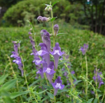 Mad Dog Skullcap Seeds – Flower Plant