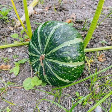Japanese Green Pumpkin Seeds – Fruit Plant