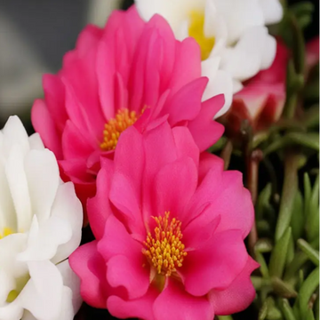 Annual Moss Rose Seeds – Flower Plant