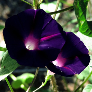 Black Morning Glory Seeds - Flower Plant