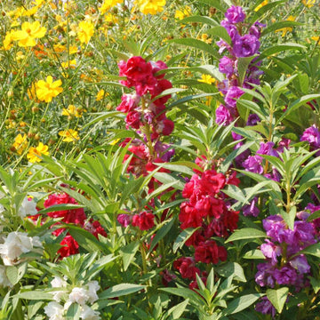 Balsam Impatiens Seeds – Flower Plant