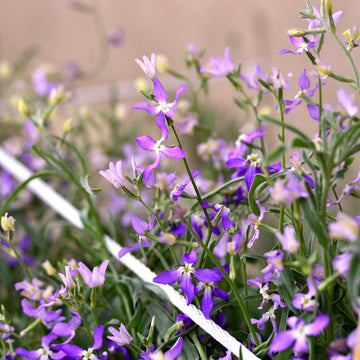 Night-Scented Stock Seeds – Flower Plant