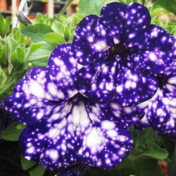 Starry Petunia Seeds – Flower Plant