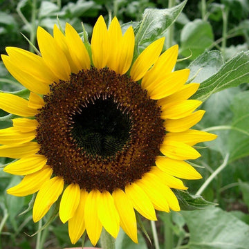 Black Oil Sunflower Seeds - Flower Plant