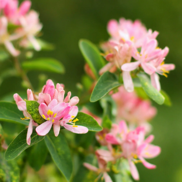 Tatarian Honeysuckle Seeds – Flower Plant