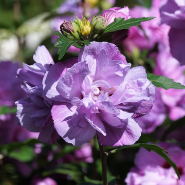 Mixed Colors Rose of Sharon Seeds – Flower Plant