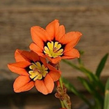 Orange Sparaxis Tricolor Seeds – Flower Plant