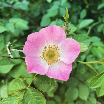 Sweet Briar Rose Rosa Rubiginosa Seeds – Flower Plant