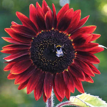 Red Sunflower Seeds - Flower Plant