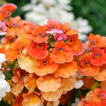 Orange Nemesia Seeds – Flower Plant