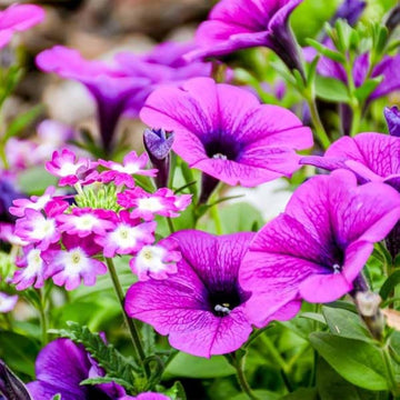 Hybrida Petunia Seeds – Flower Plant