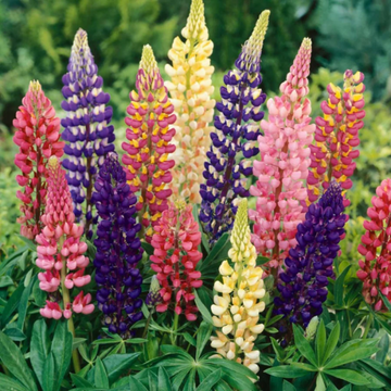 Russell Hybrid Mix Lupine Seeds –  Flower Plant