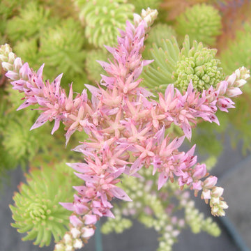 Broadleaf Stonecrop Sedum Pulchellum Seeds – Flower Plant