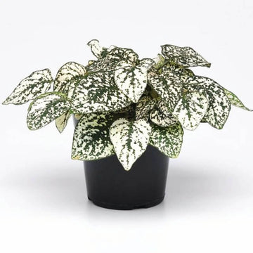 White Green Polka Hypoestes Seeds – Flower Plant