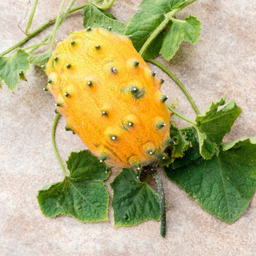 Horned Melon Seeds – Cucumis Metuliferus