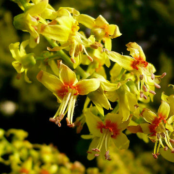 Golden Rain Koelreuteria Paniculata Seeds – Flower Plant