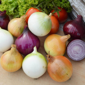 Mix Onion Seeds – Vegetable Plant