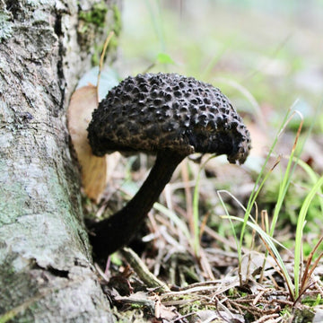 Black Mushroom Seeds – Vegetable Seeds
