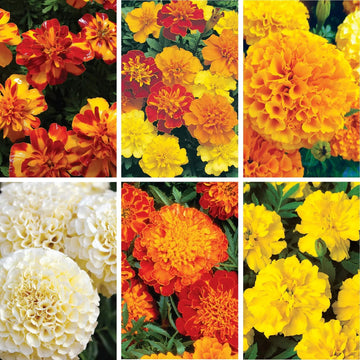 Variety Mix Marigold Seeds – Flower Plant