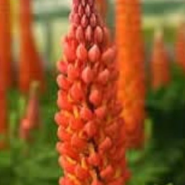 Wildflower Orange Lupine Seeds – Flower Plant