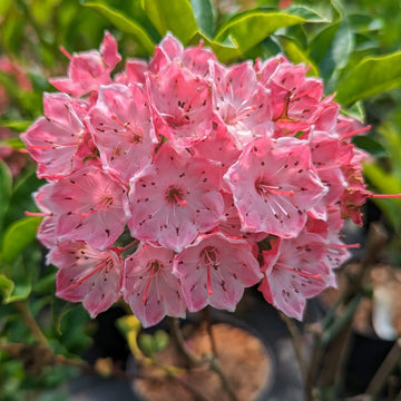 Kalmia Latifolia Mountain Laurel Seeds – Flower Plant