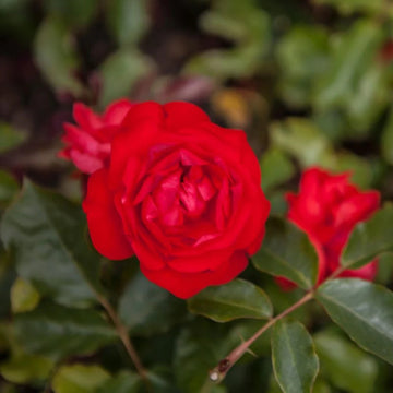 Climbing Trumpeter Rose Seeds – Flower Plant