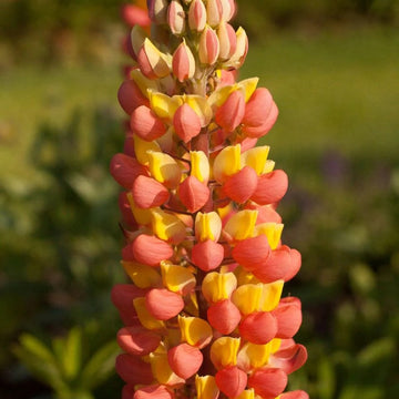 Orange Yellow Lupine Seeds –  Flower Plant