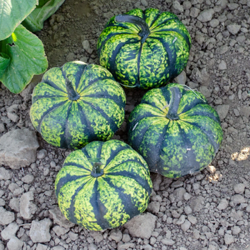 Green Pumpkin Seeds – Fruit Plant
