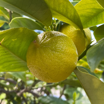 Bergamot Orange Seeds - Fruit Plant