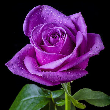 Purple Dragon Rose Seeds – Flower Plant