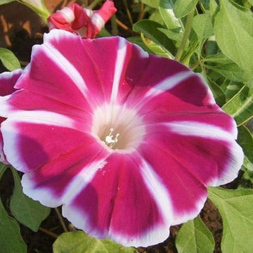 Red Picotee Morning Glory Seeds – Flower Plant